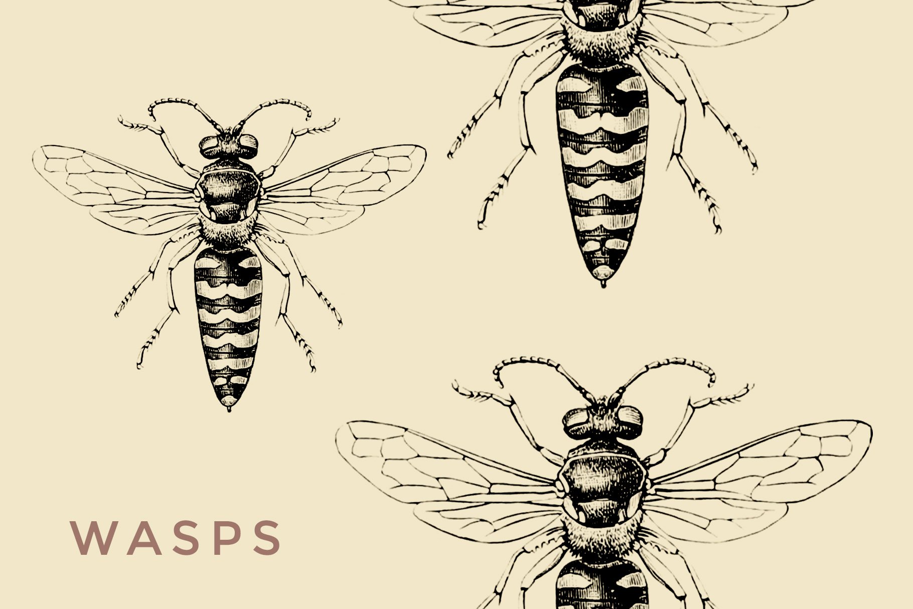 Vintage Wasp and Bee Illustrations preview image.