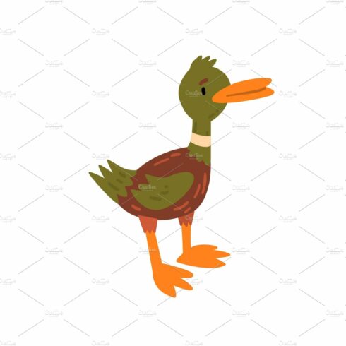 Cute Male Mallard Duckling Cartoon cover image.
