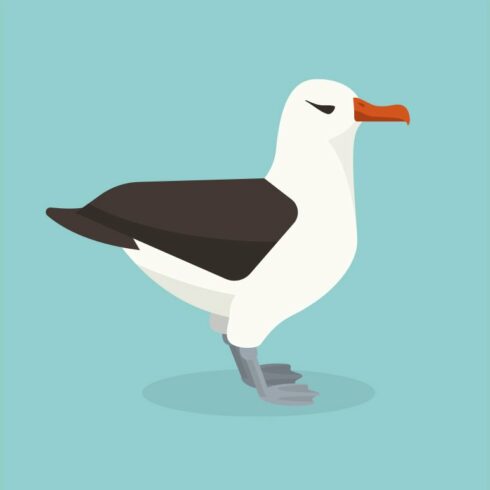 Albatross bird cover image.