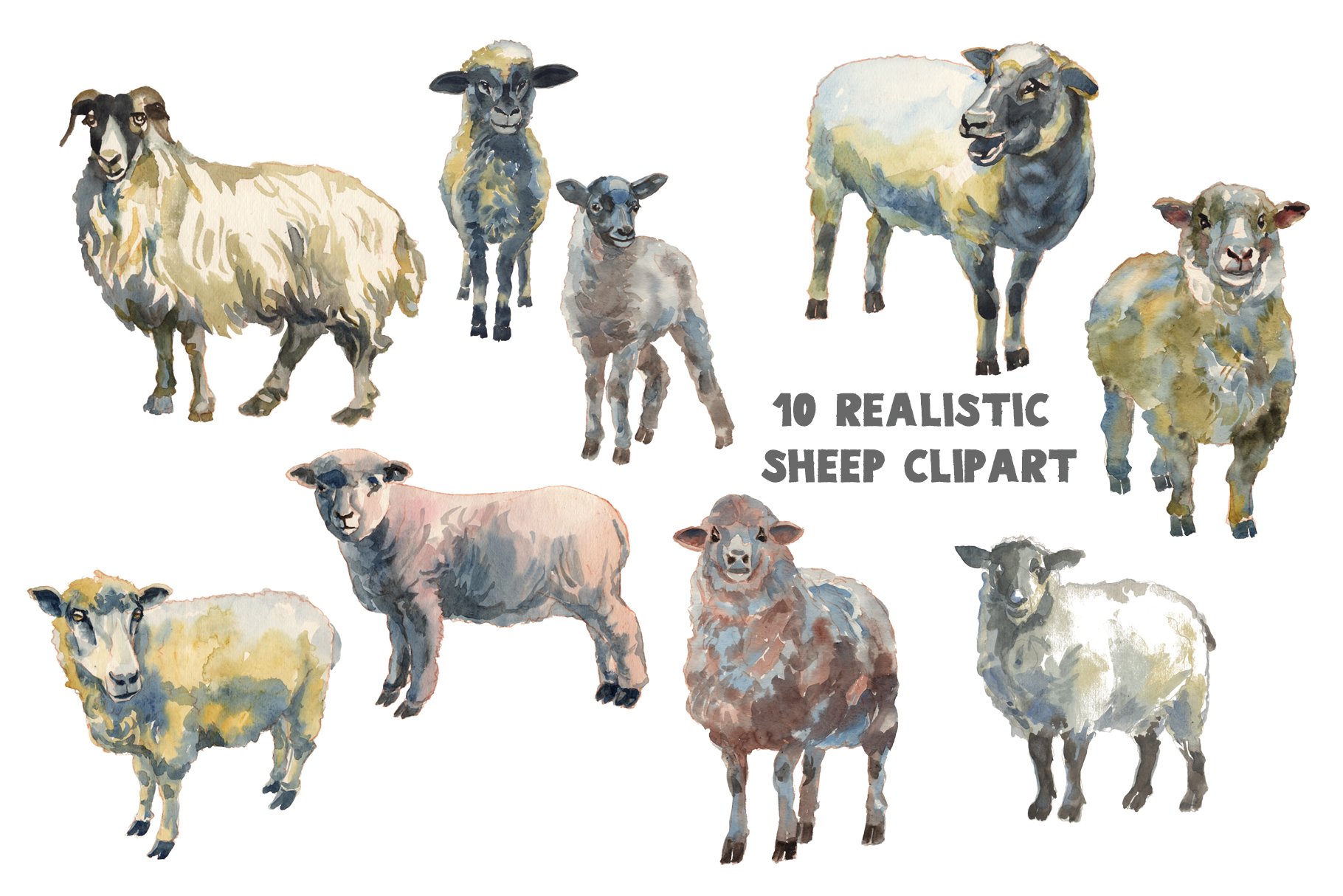 Sheep & Lambs watercolor set preview image.