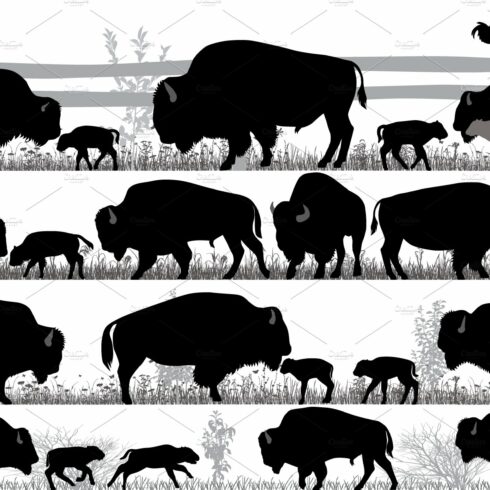 American bison buffalo cover image.