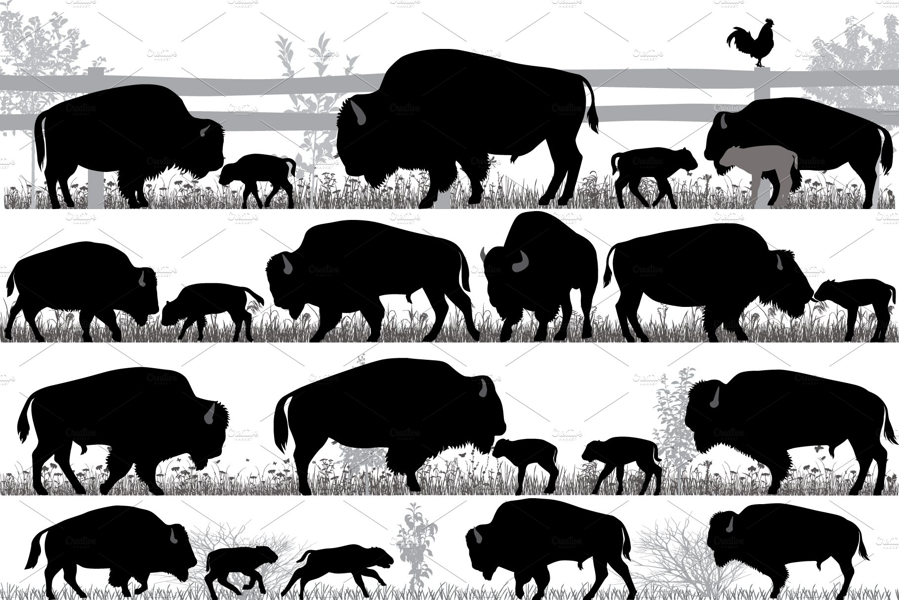 American bison buffalo cover image.