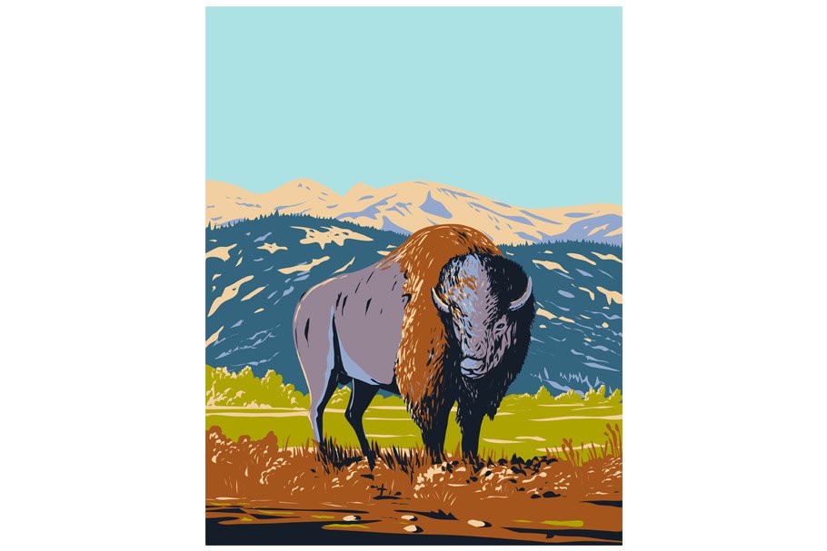 American Bison in Yellowstone WPA cover image.