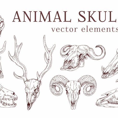 Hand drawn animal & bird skulls set cover image.