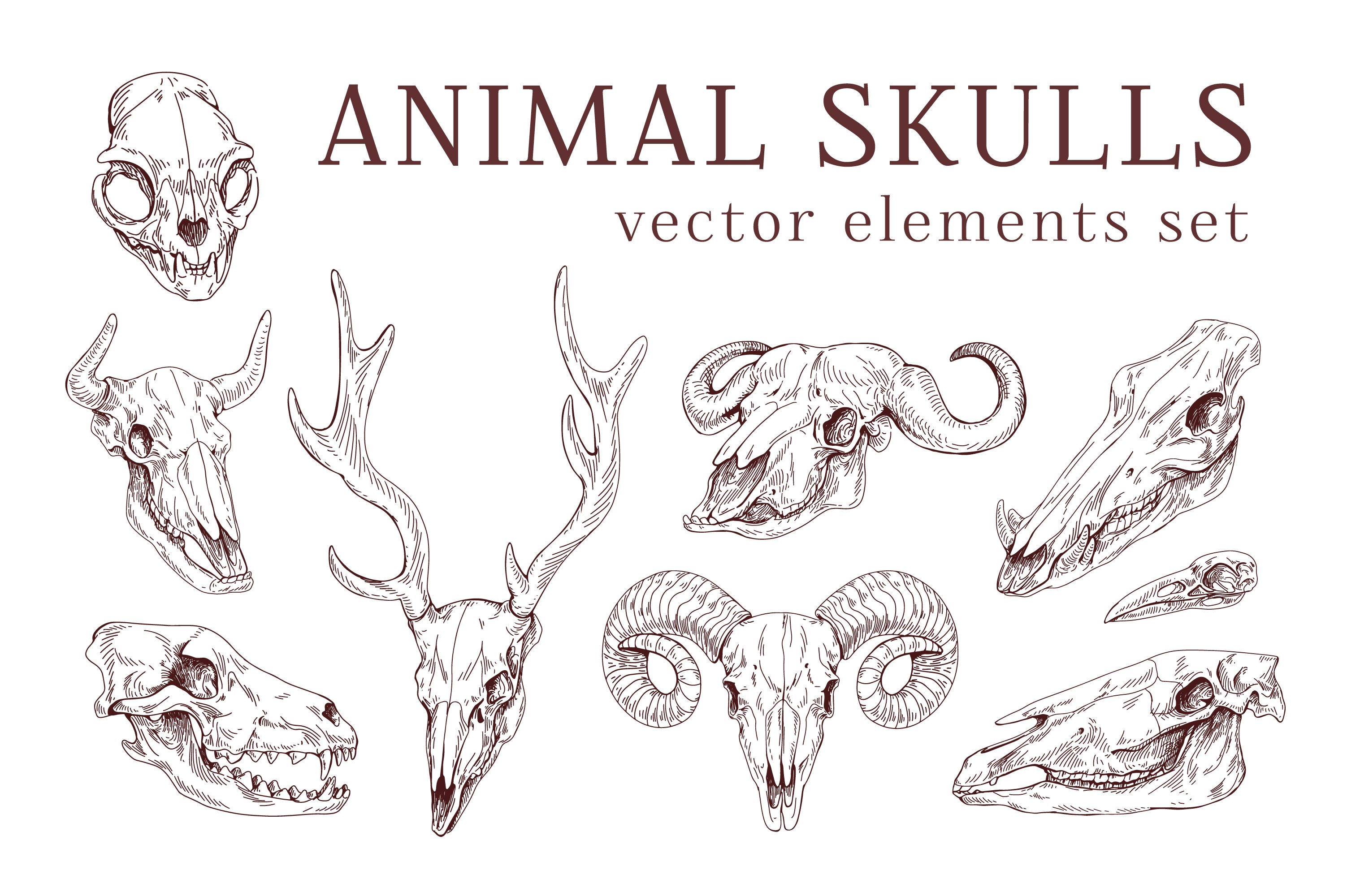 Hand drawn animal & bird skulls set cover image.