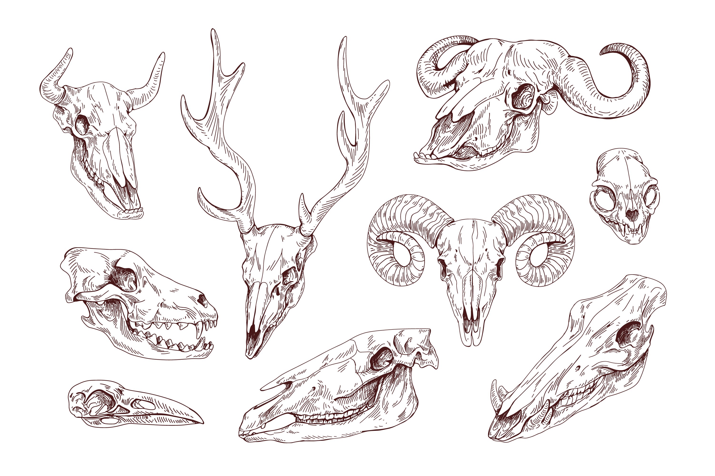 Hand drawn animal & bird skulls set preview image.