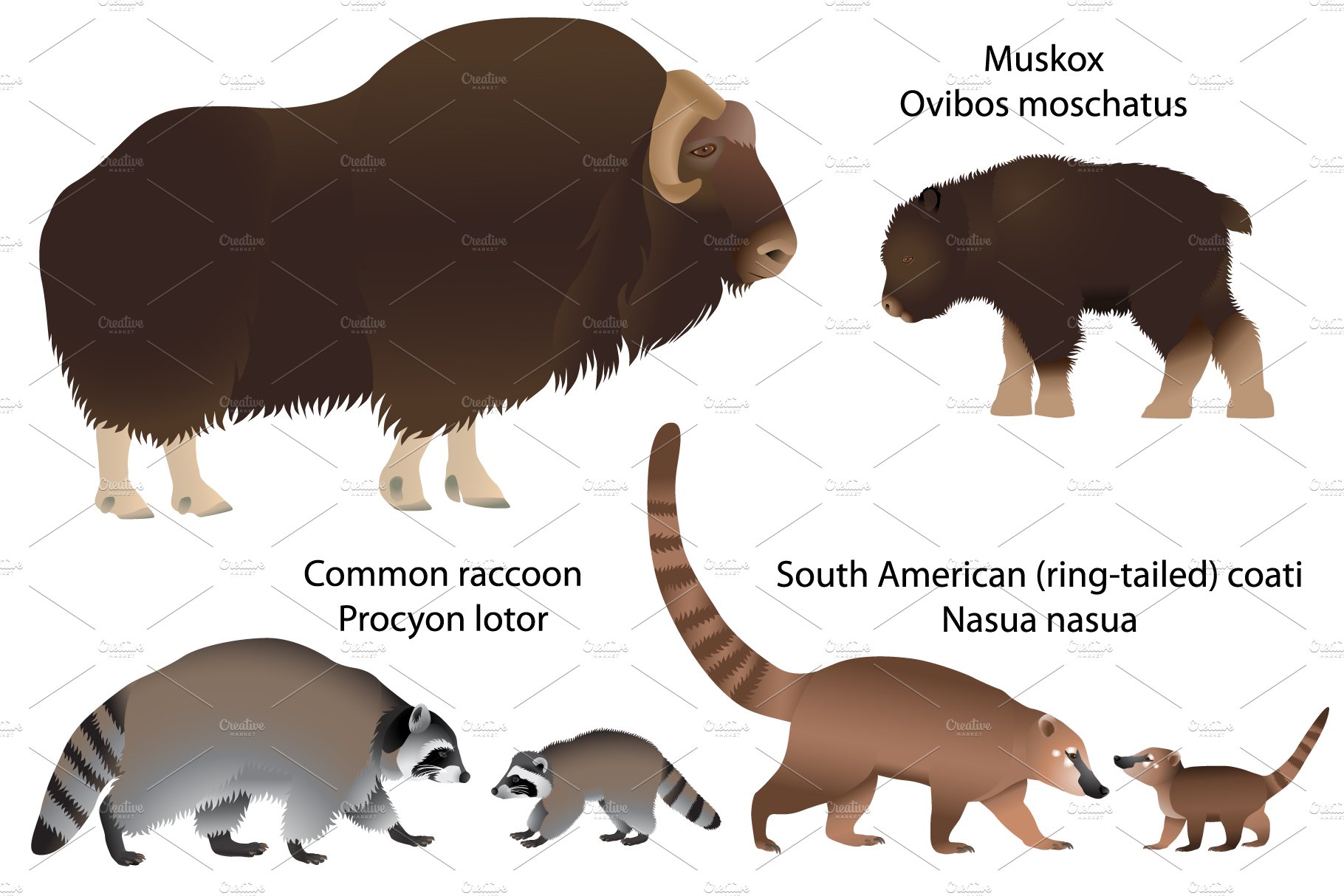 Animals of America with cubs preview image.