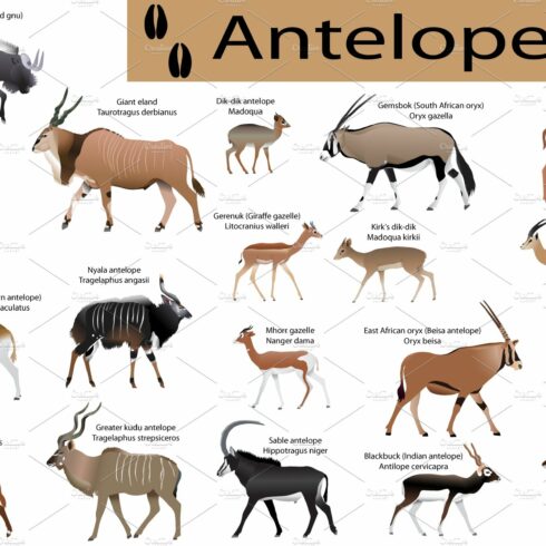 Antelopes colour cover image.