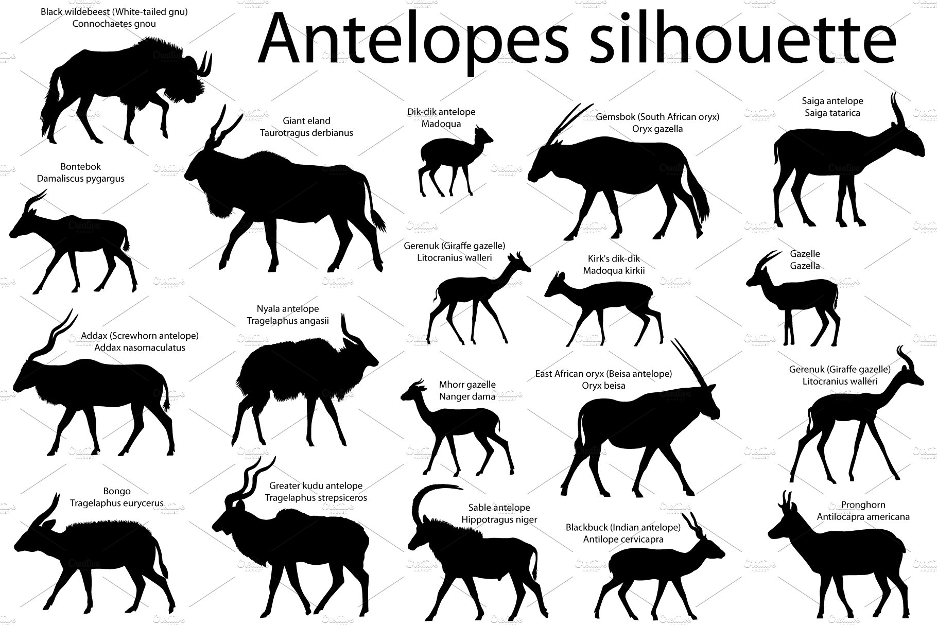 Antelopes silhouette cover image.