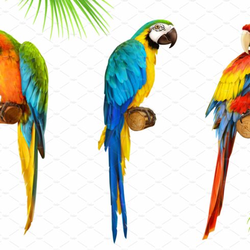 Ara parrot. Macaw. Vector cover image.