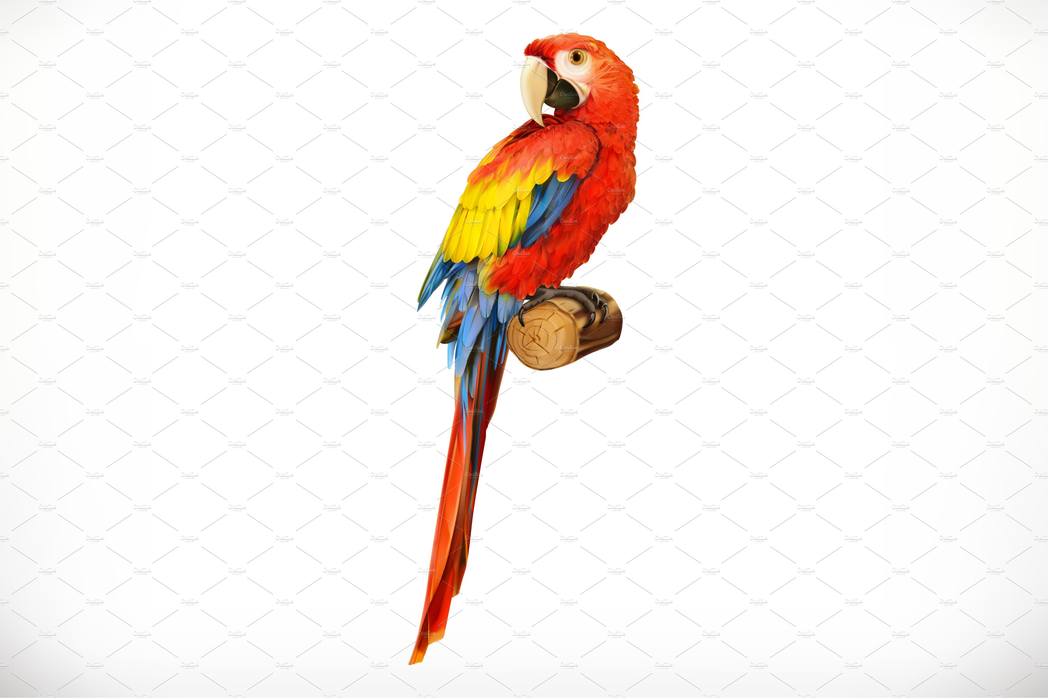 Ara parrot. Macaw. 3d vector icon cover image.