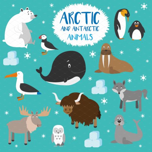 12x Arctic animals Vector Set cover image.
