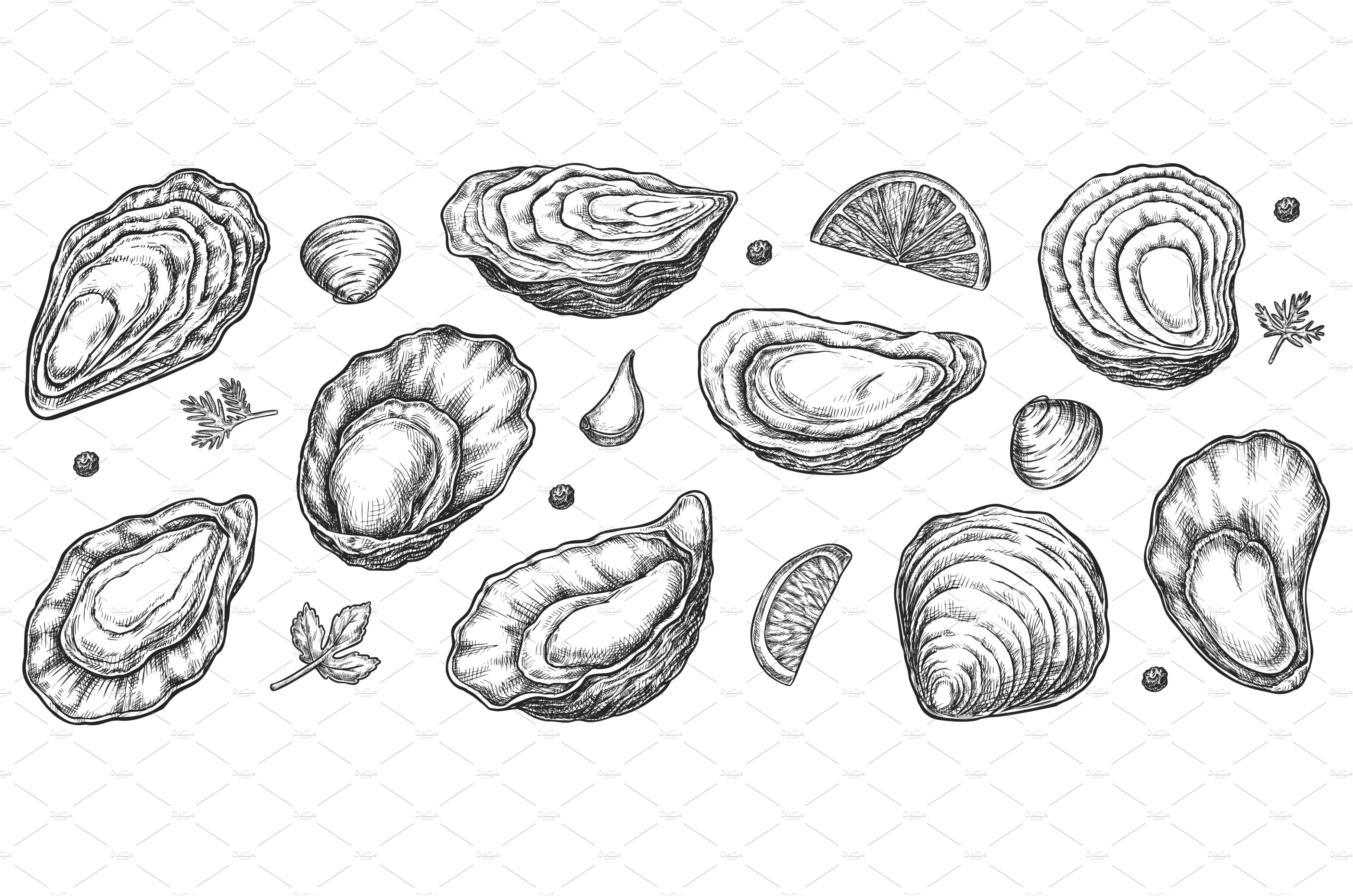 Sea oyster shell sketch isolated set MasterBundles