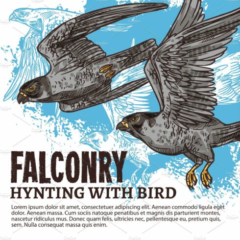 Falconry hunting, wild falcon birds cover image.
