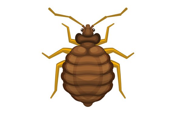 bedbug3 cm 972
