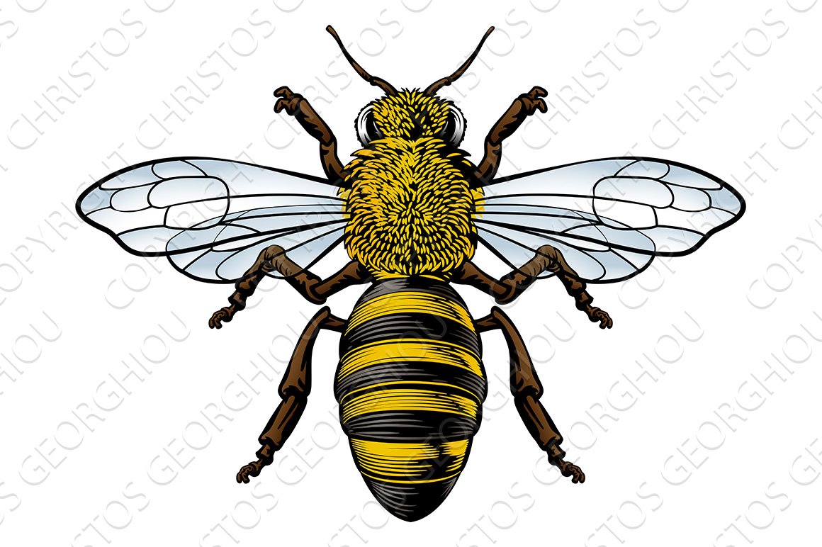 Honey Bumble Bee Vintage Woodcut cover image.