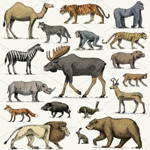 gorilla, moose or eurasian elk, camel and deer, rhinoceros. hare, wolf and ... cover image.