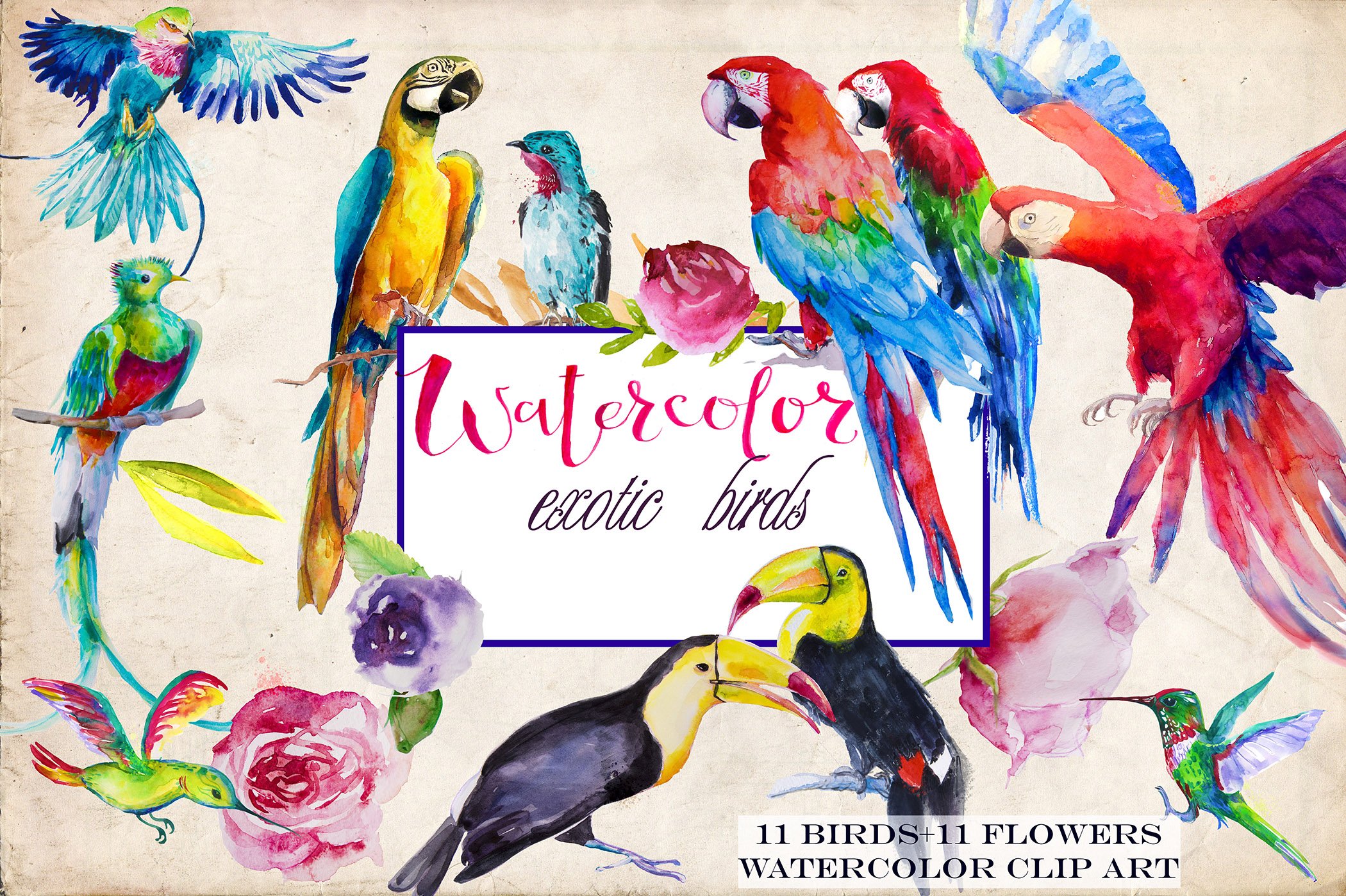 set of exotic birds cover image.
