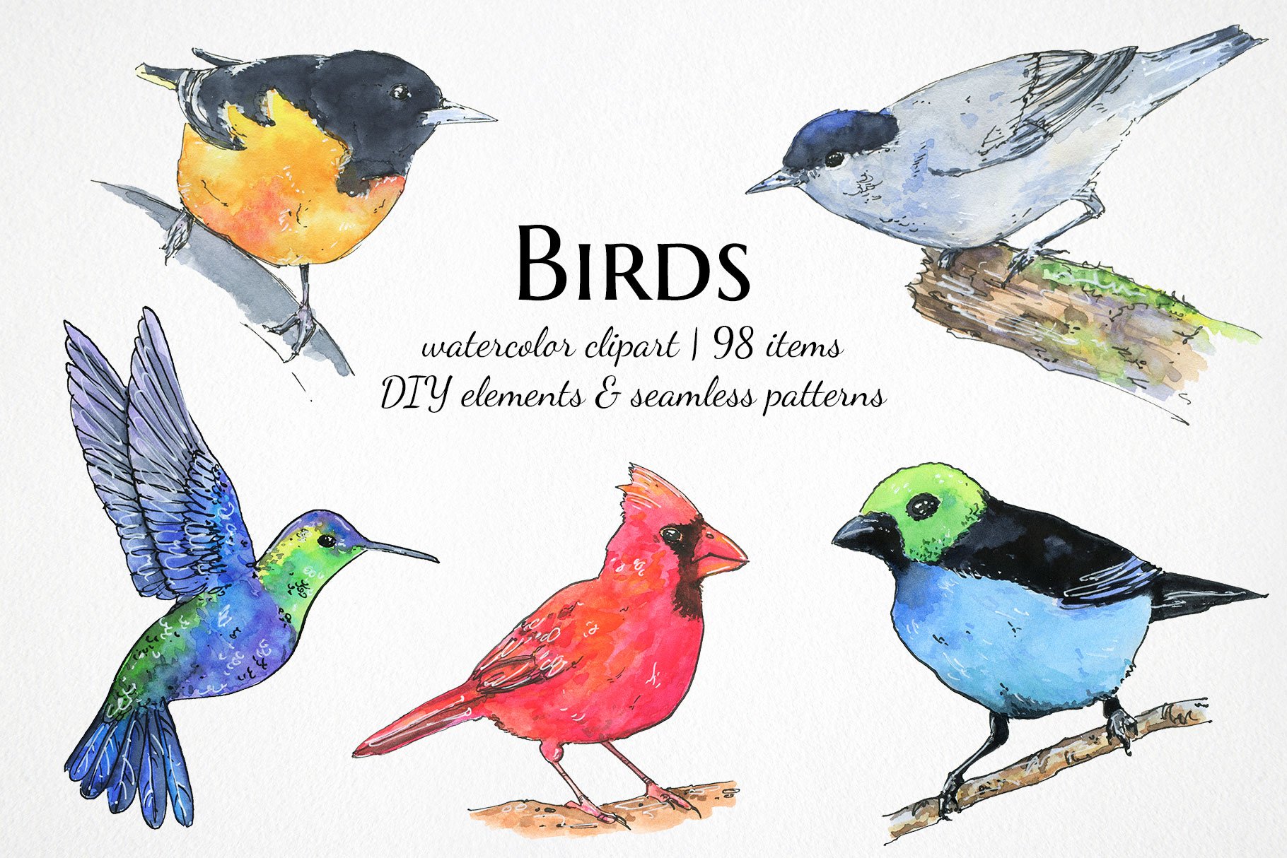 watercolor tropical birds clipart cover image.