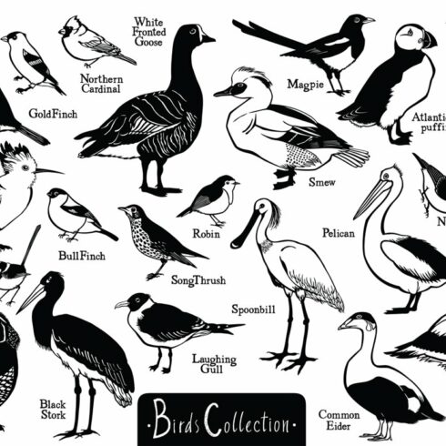 Birds Collection cover image.