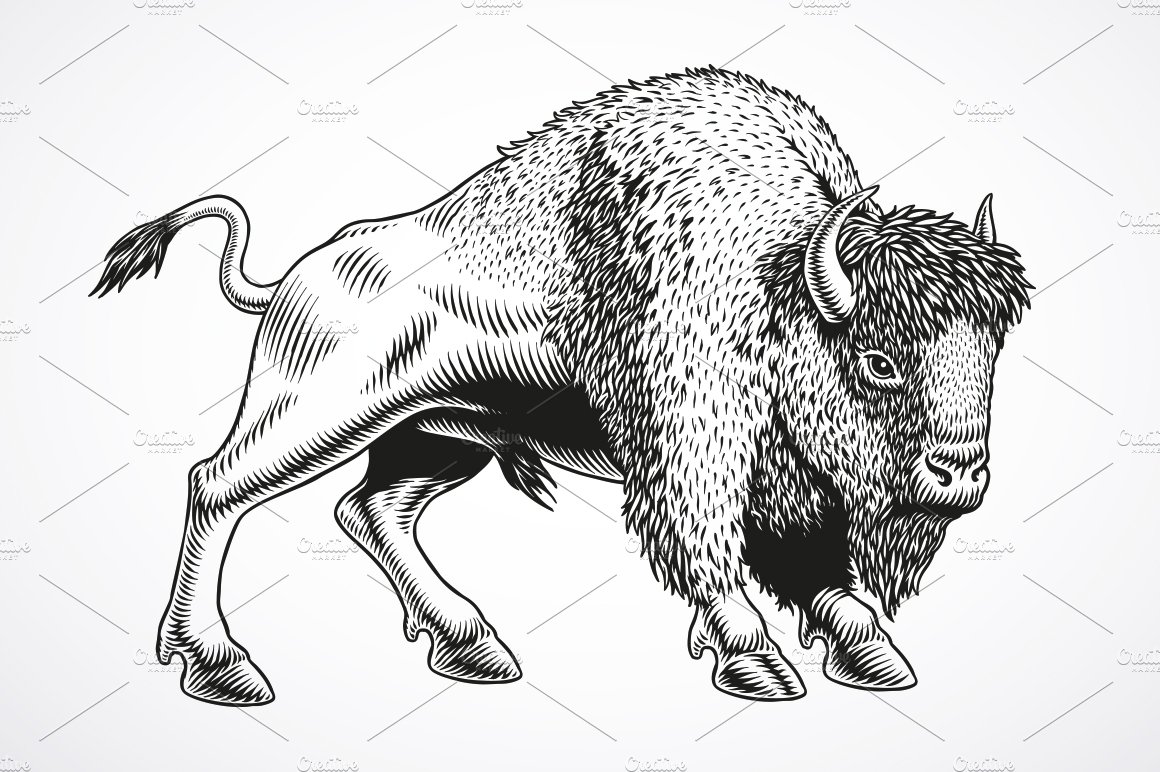 Buffalo - American Bison cover image.