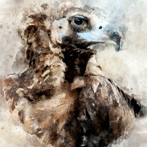 Vulture - watercolor illustration po cover image.