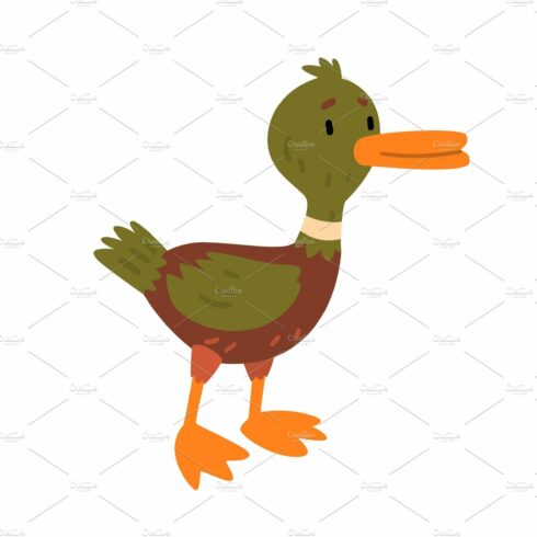 Male Mallard Duck, Cute Funny cover image.