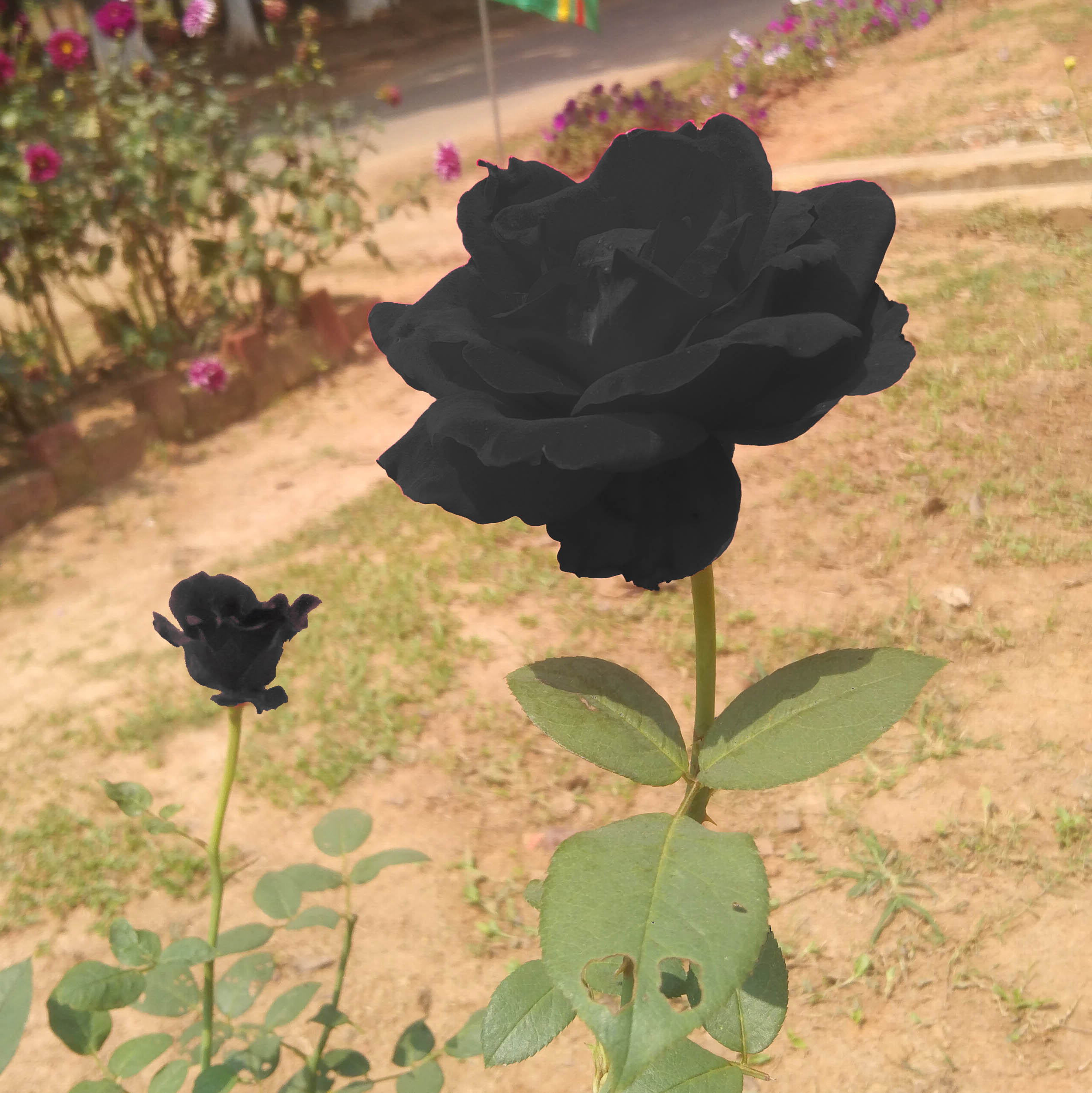black rose 2mahsin photography 585