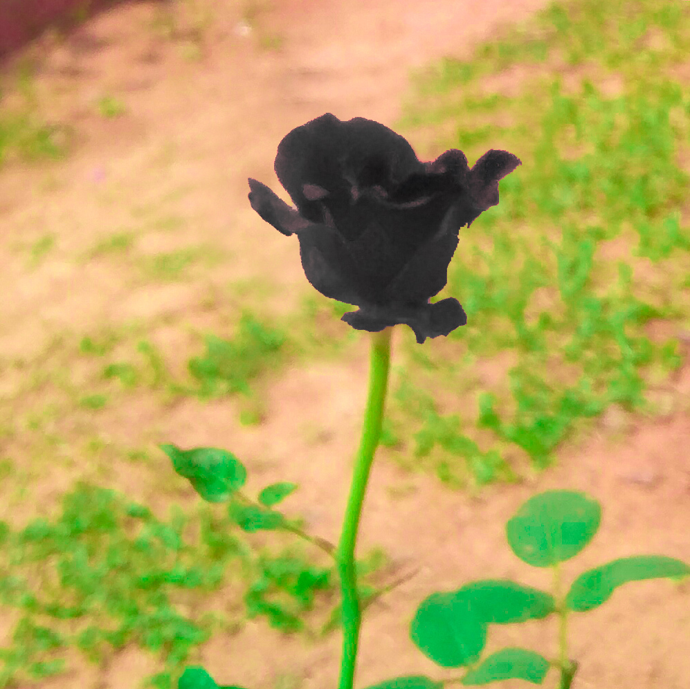 real black rose bush
