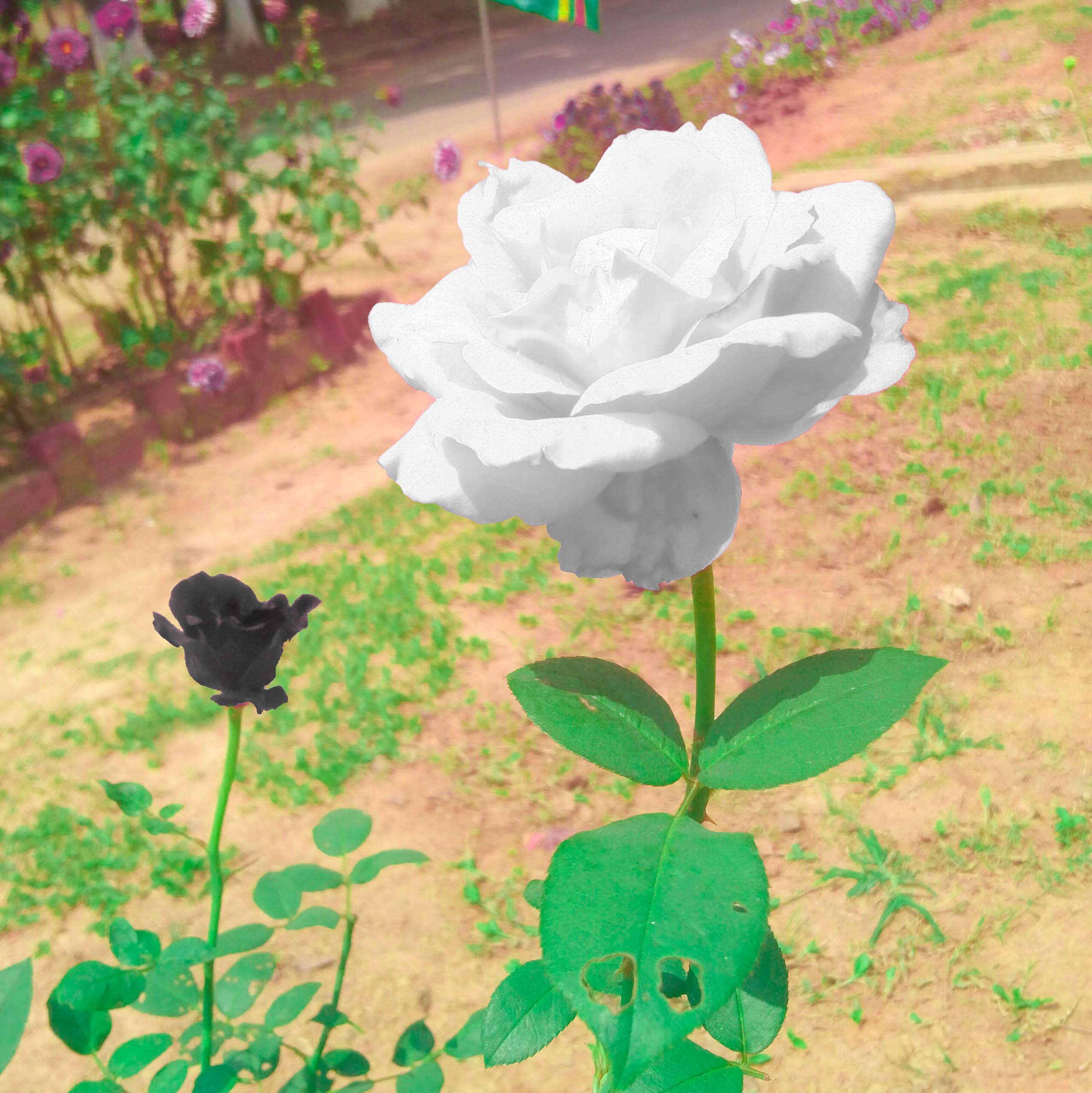 black white rose mahsin photography 356