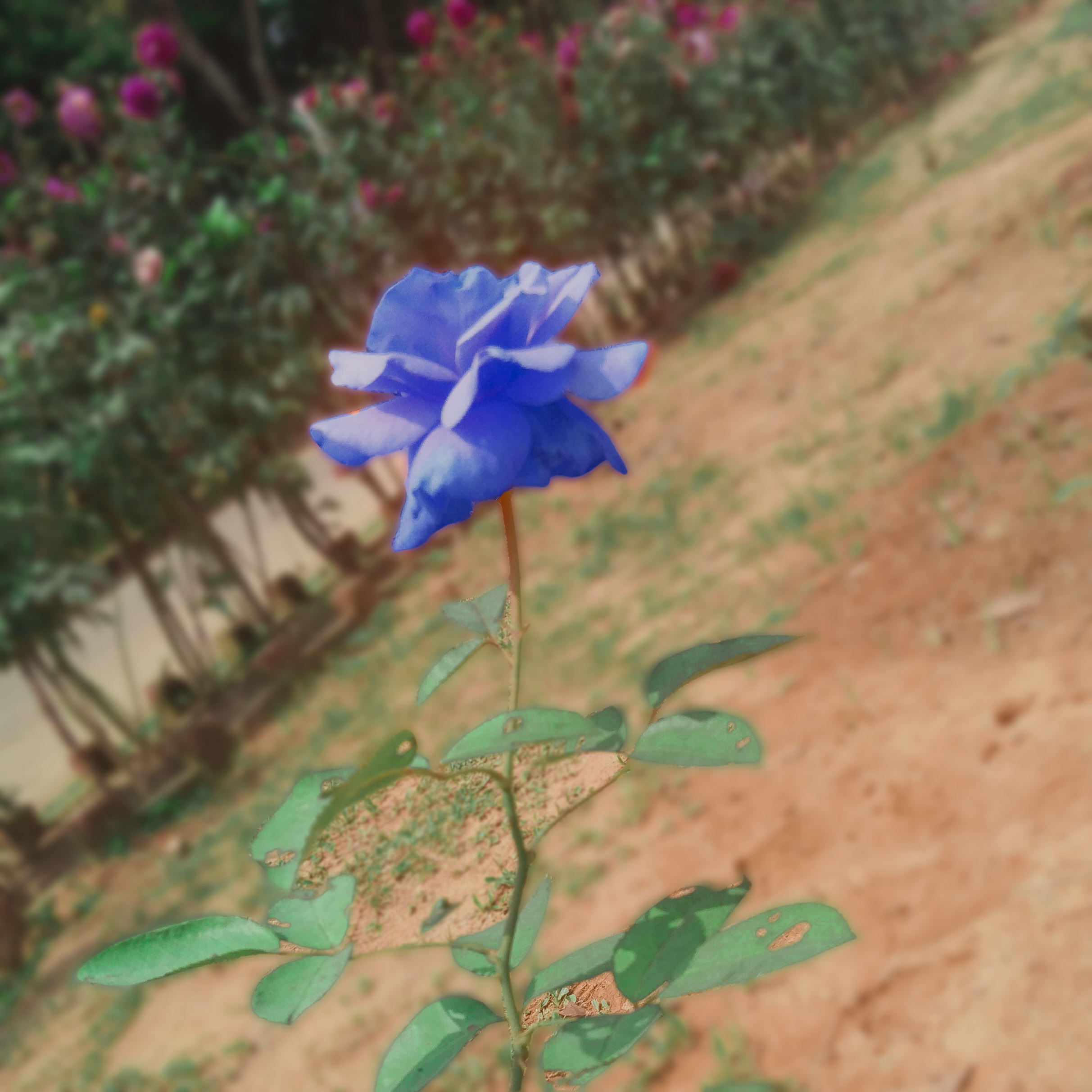blue rose2 mahsin photography 18