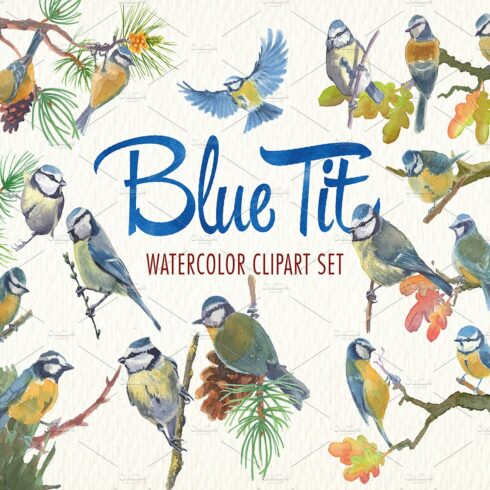 Watercolor blue tit bird clipart cover image.