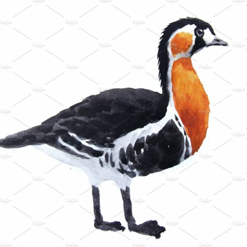 Watercolor brent goose cover image.