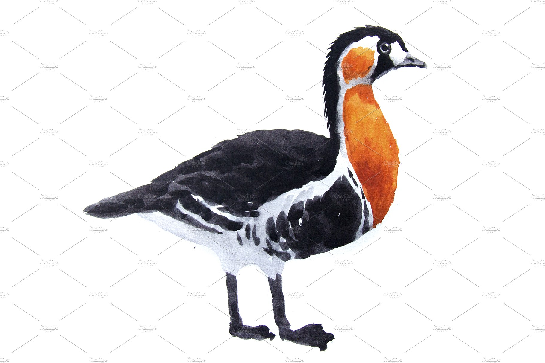 Watercolor brent goose cover image.