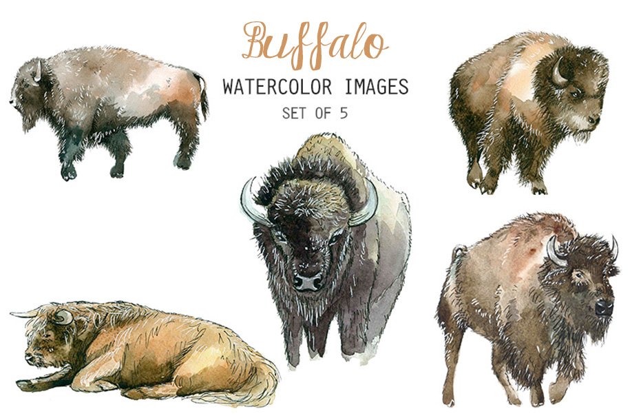 Watercolor Buffalo Clipart cover image.