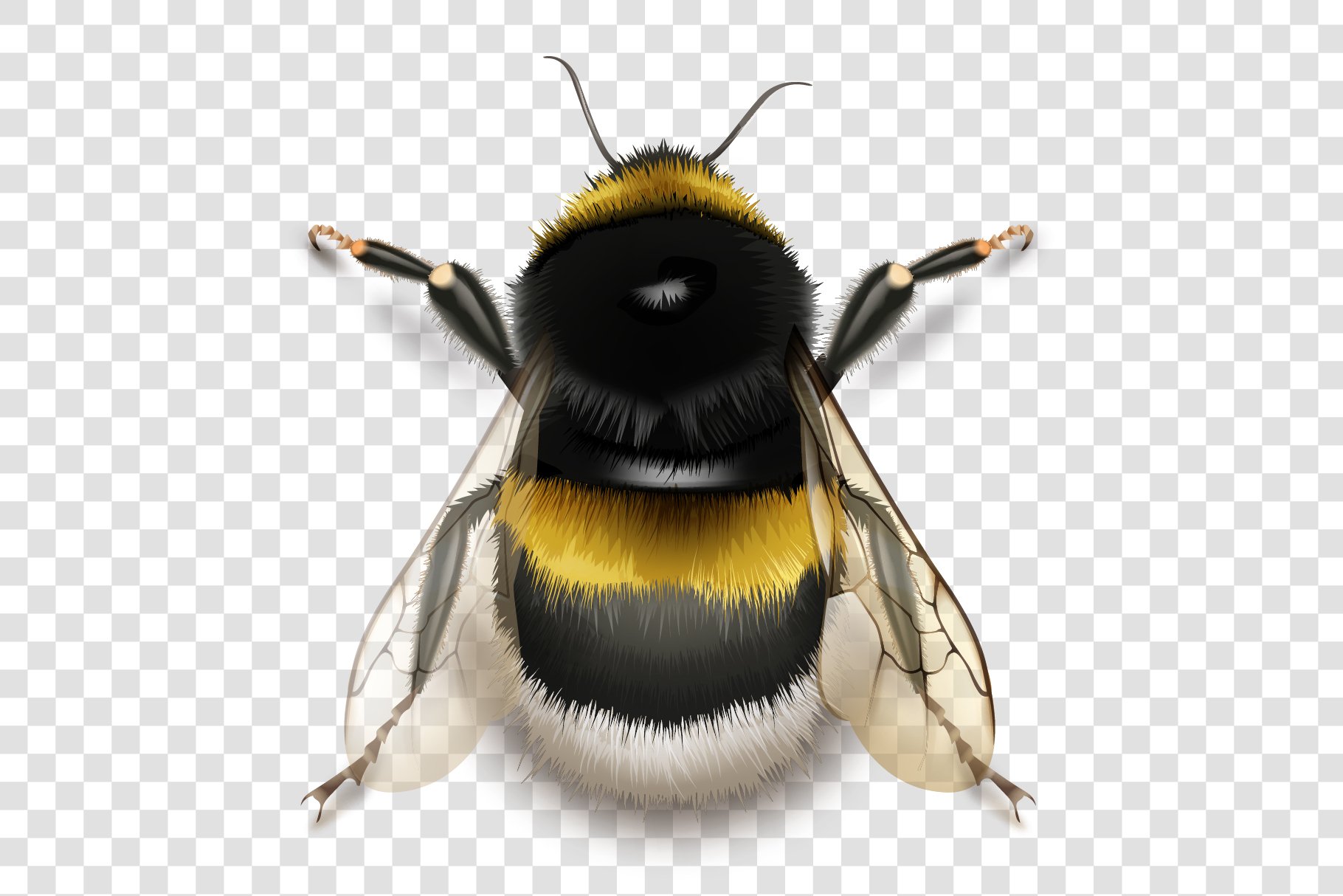 Vector Bumblebee. Transparent. cover image.