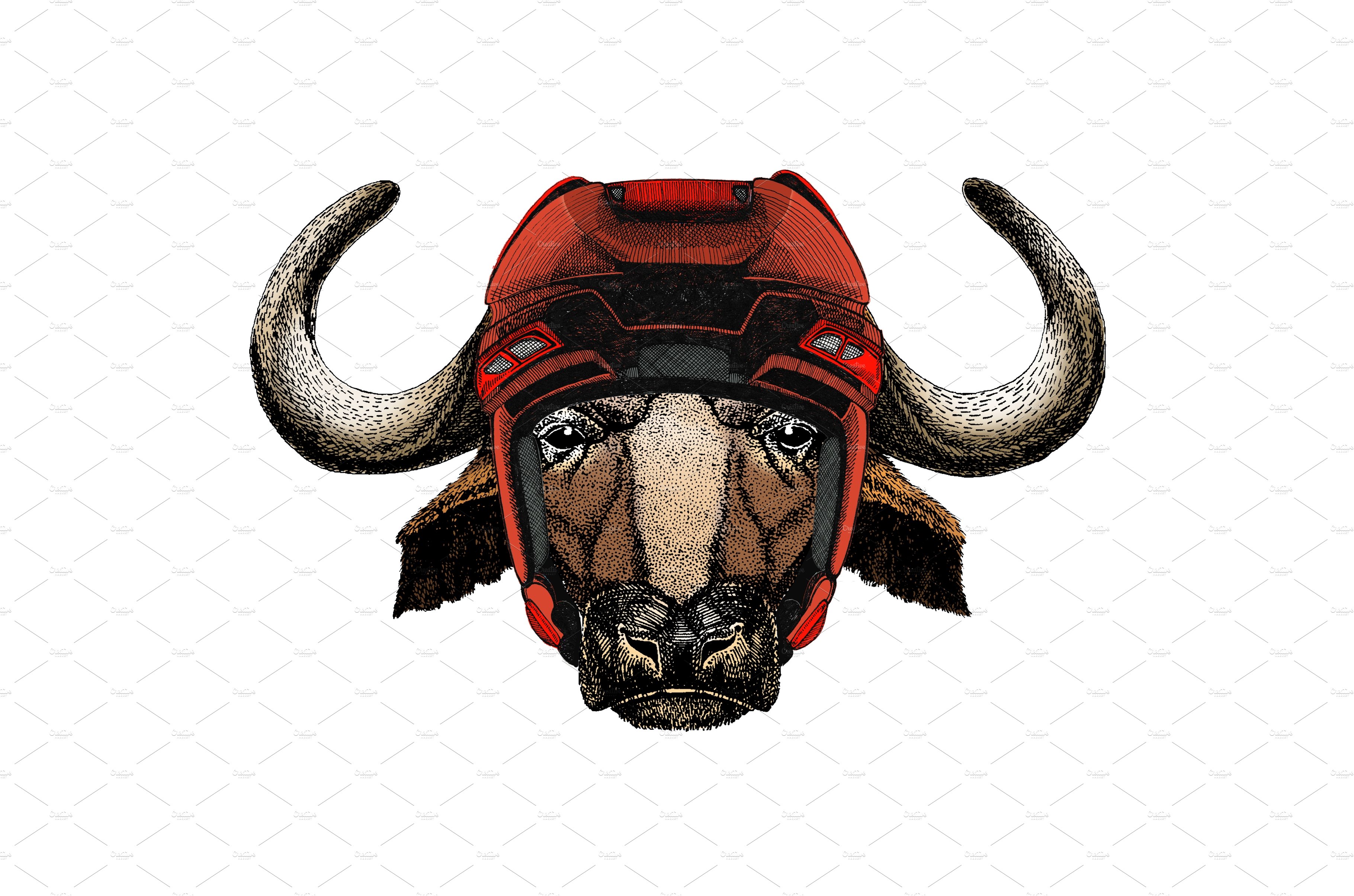 Portrait of buffalo, bison, bull cover image.