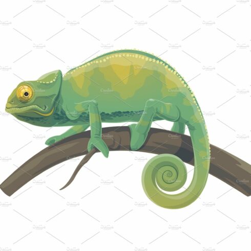 Chameleon lizard reptile animal cover image.