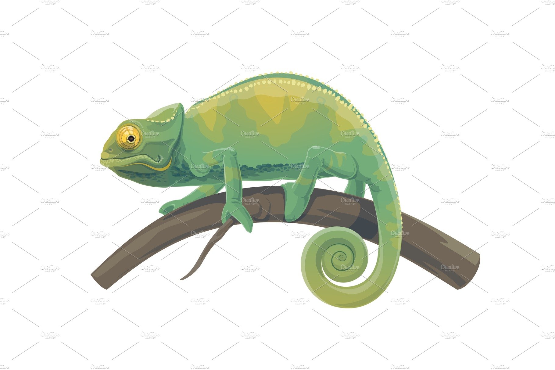 Chameleon lizard reptile animal cover image.