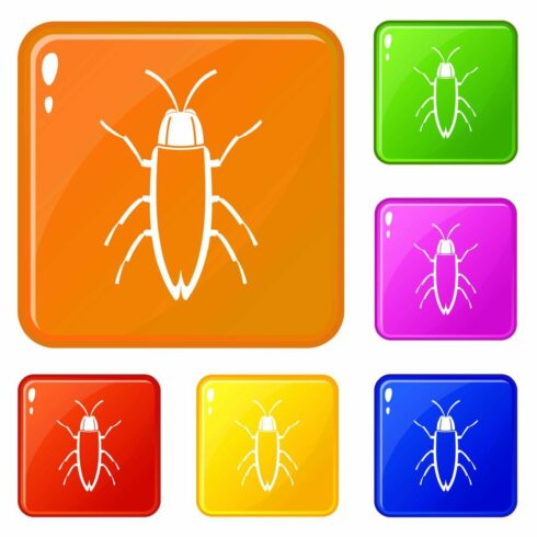 Cockroach icons set vector color cover image.