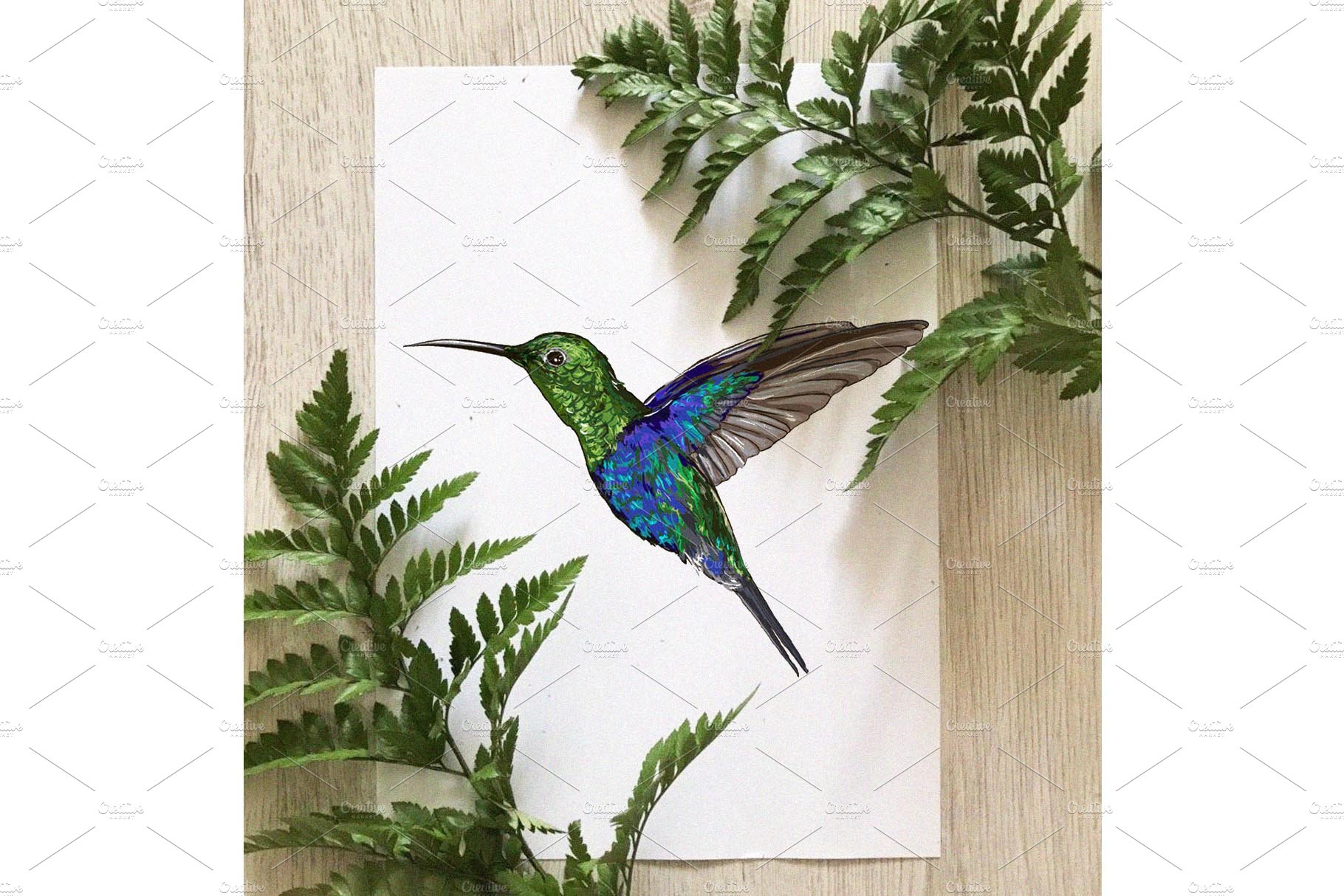 Hummingbird (colibri) illustration preview image.