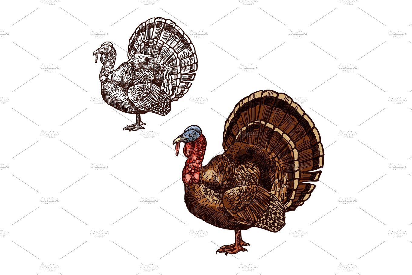 Turkey bird Thanksgiving day sketch vector icon cover image.