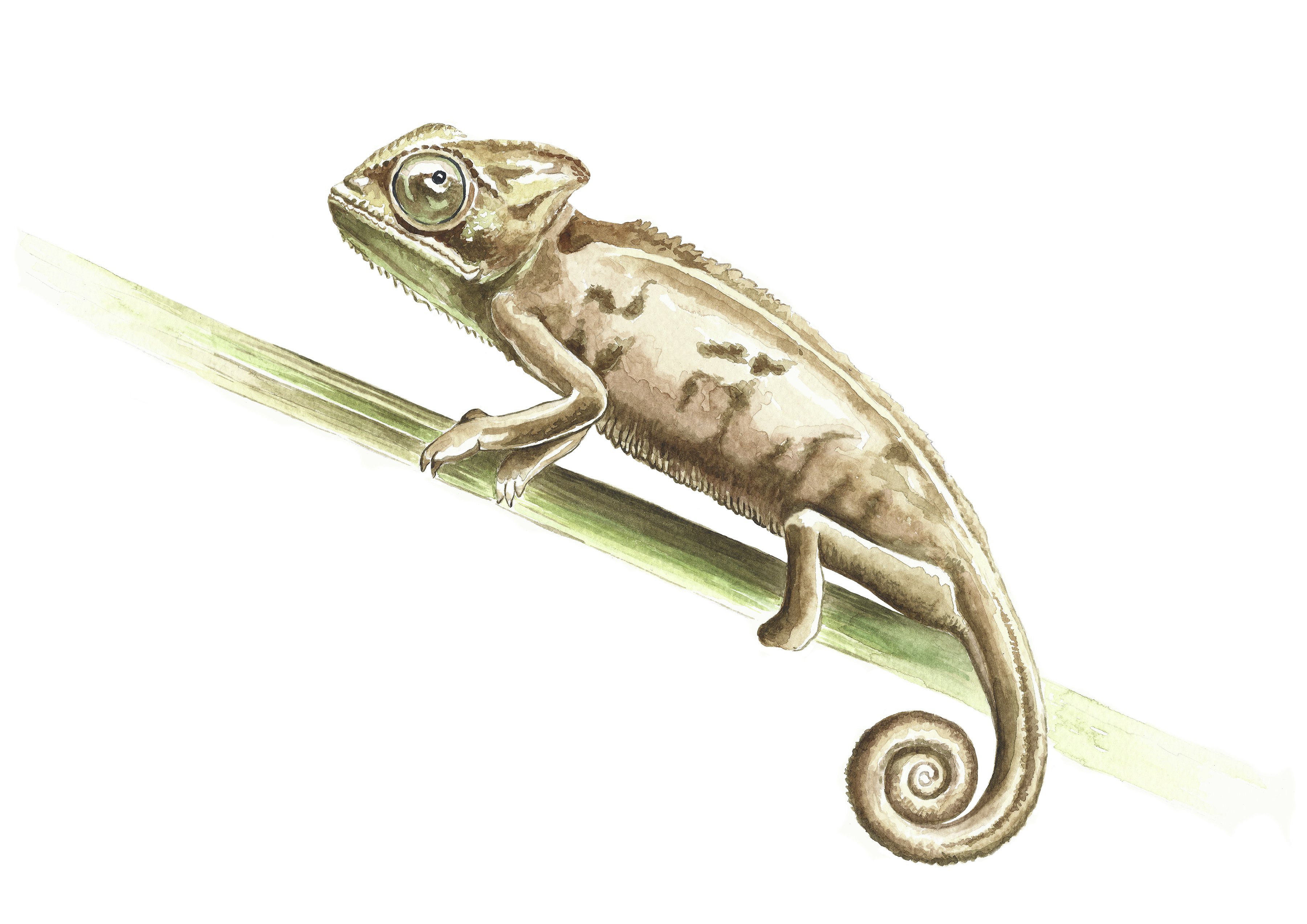 Chameleon in watercolor cover image.