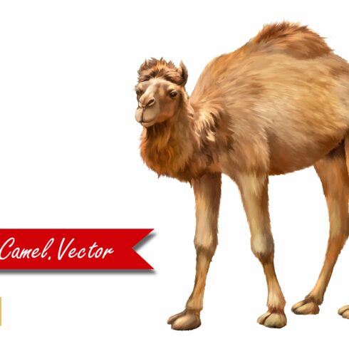 Domestic Camel. Vector cover image.
