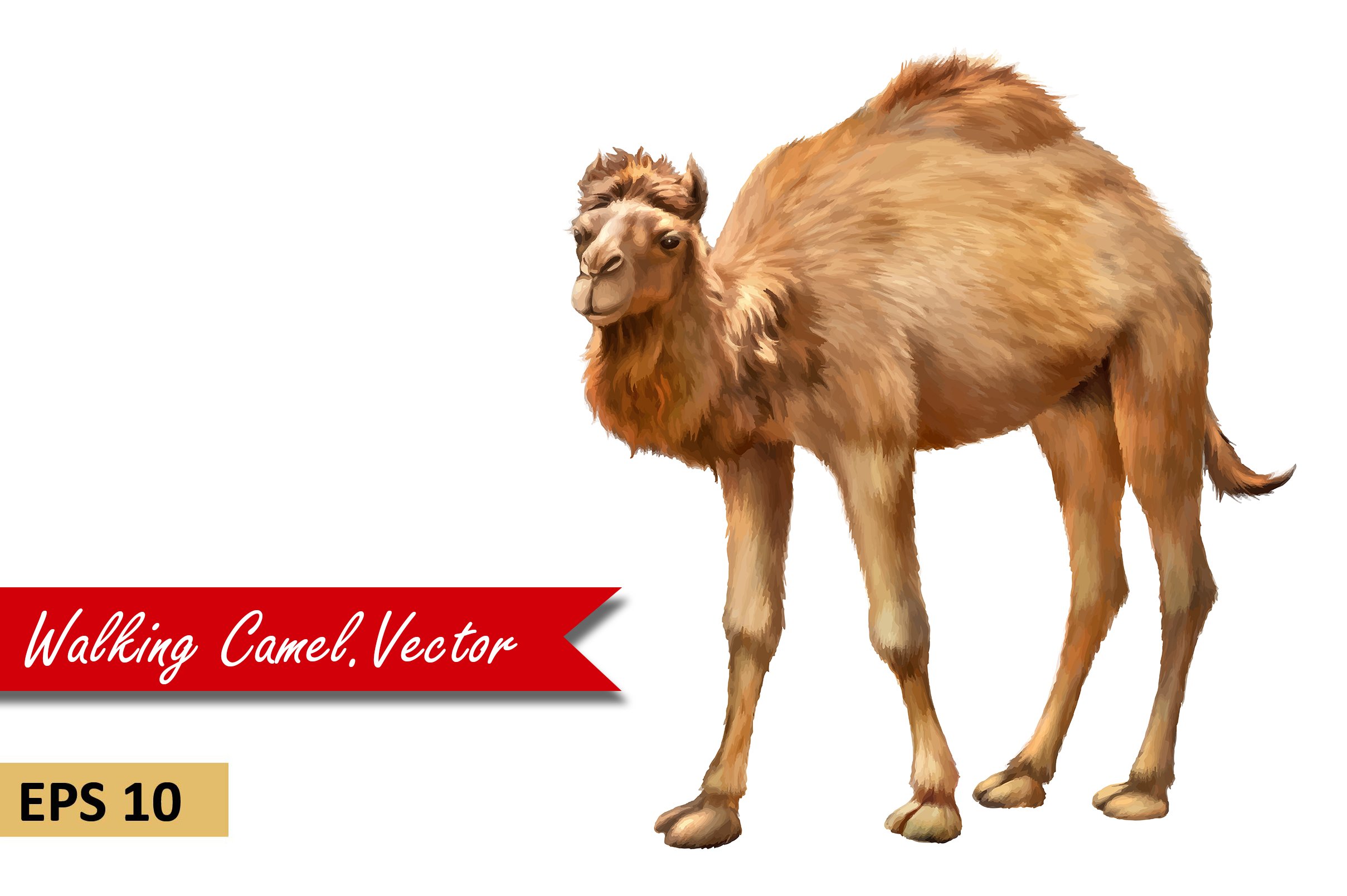 Domestic Camel. Vector cover image.