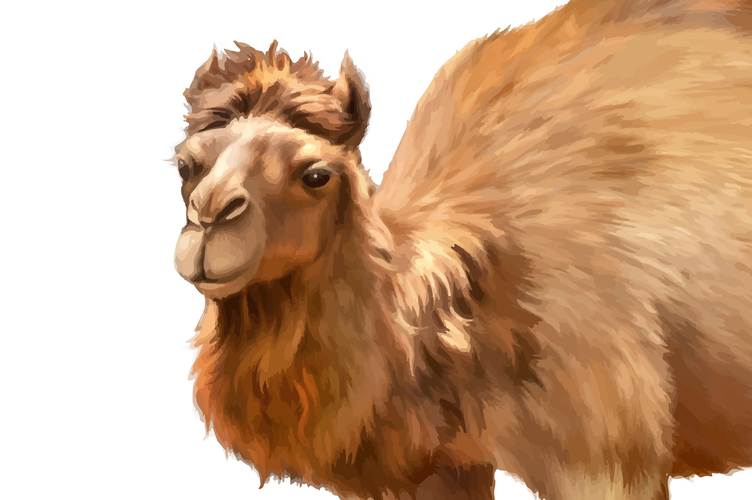 Domestic Camel. Vector preview image.