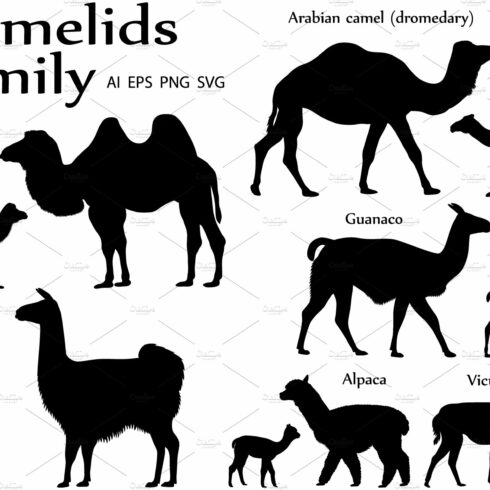 Camelids family silhouette cover image.