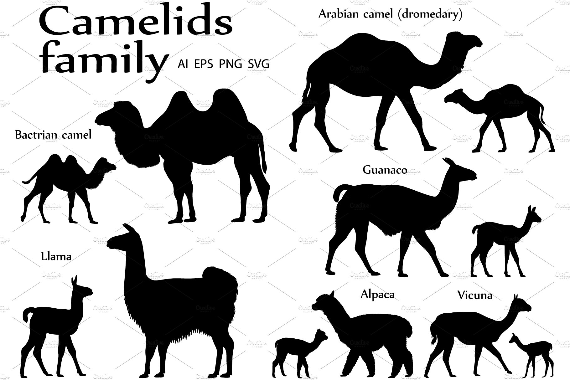 Camelids family silhouette cover image.