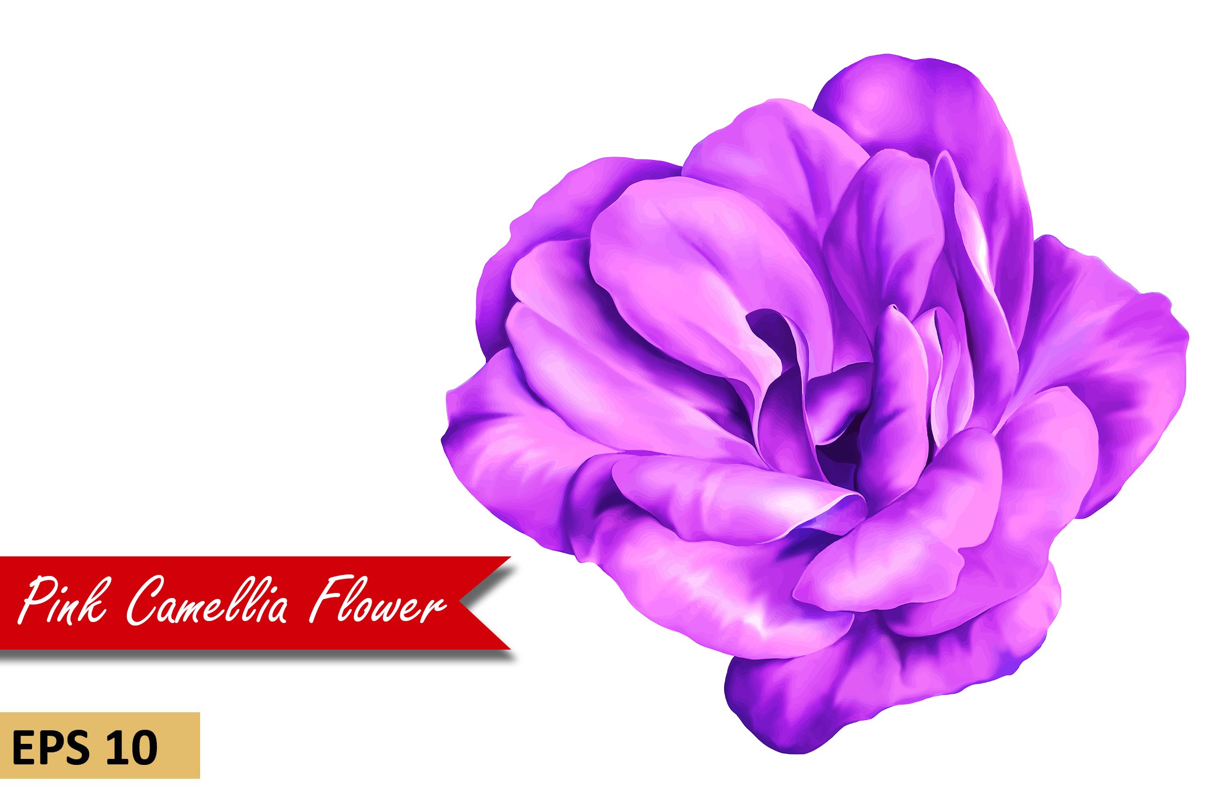 Purple Camellia Rose. Vector cover image.