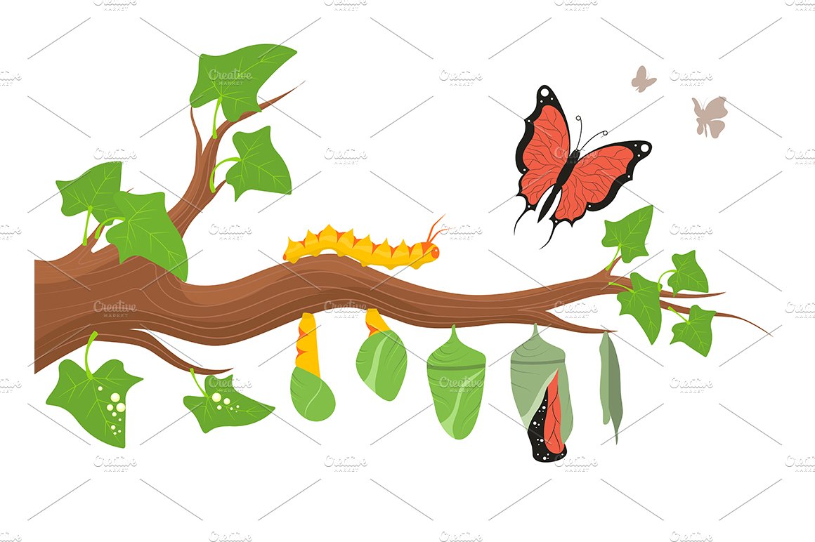 Caterpillar Transformation Process cover image.